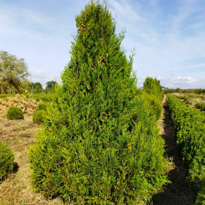 Туя західна Aureospicata