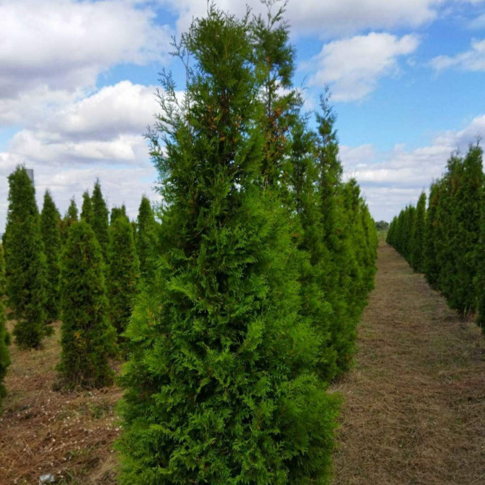 Туя західна Brabant