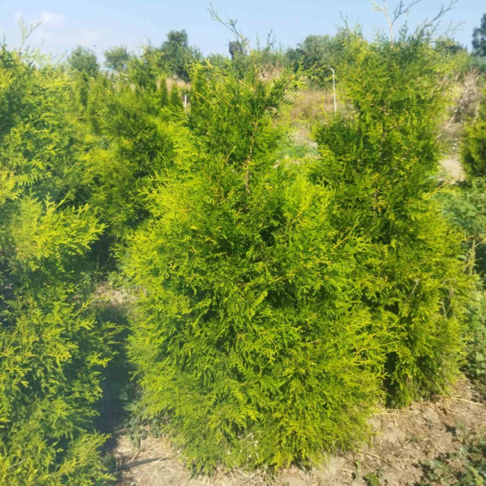 Туя західна Brabant