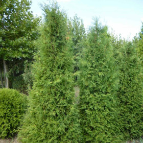 Туя західна Brabant Туя західна Brabant