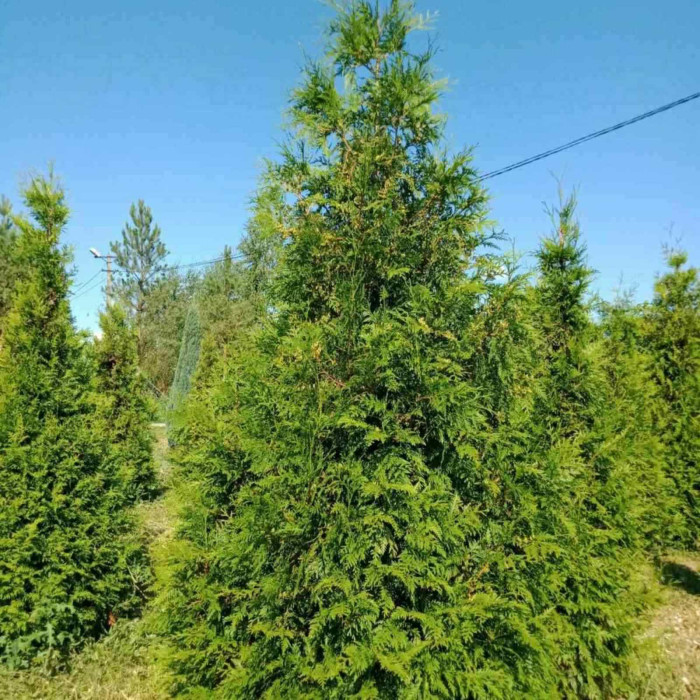 Туя західна Brabant