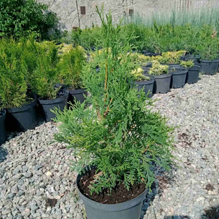 Туя західна Brabant