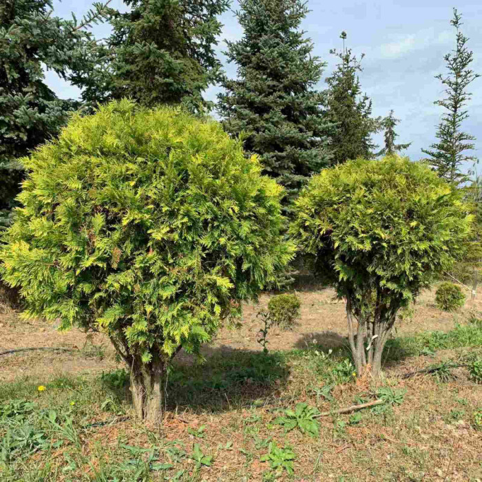 Туя західна Golden Globe