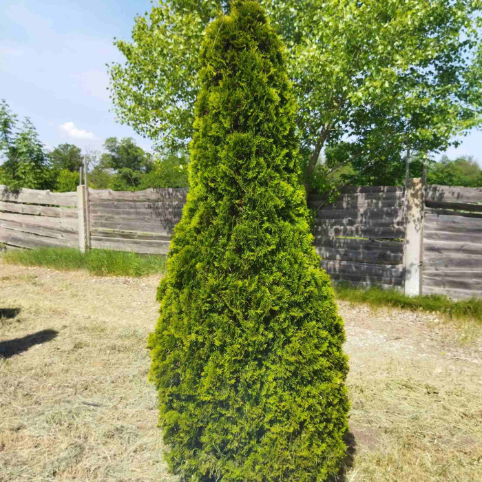 Туя західна Smaragd