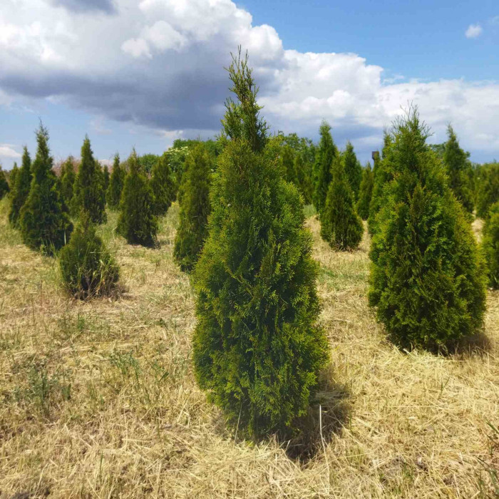Туя західна Smaragd