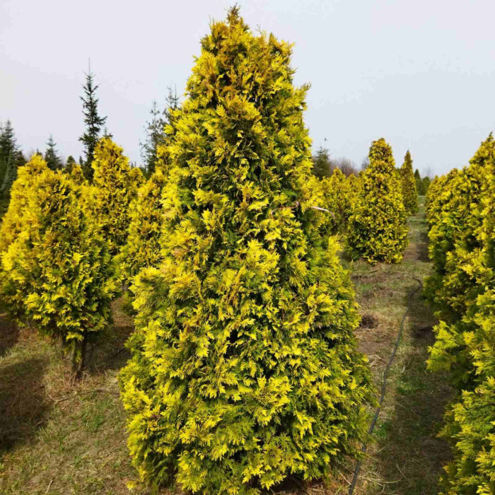 Туя західна Sunkist