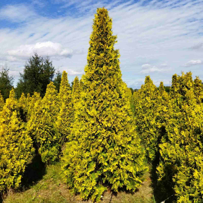 Туя західна Sunkist