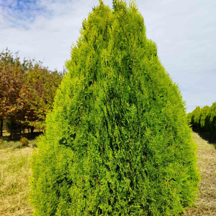 Туя східна Aurea nana