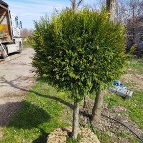 Туя складчаста (гігантська) Martin Туя складчаста (гігантська) Martin