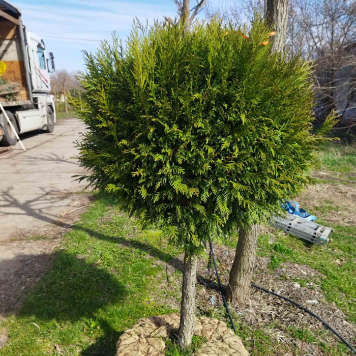 Туя складчаста (гігантська) Martin