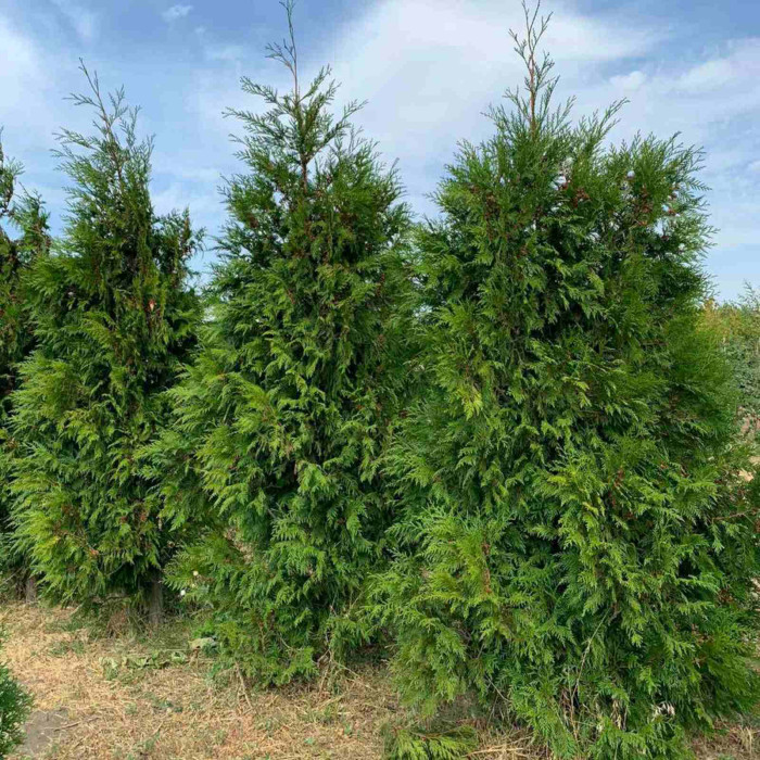 Туя складчаста (гігантська) Martin