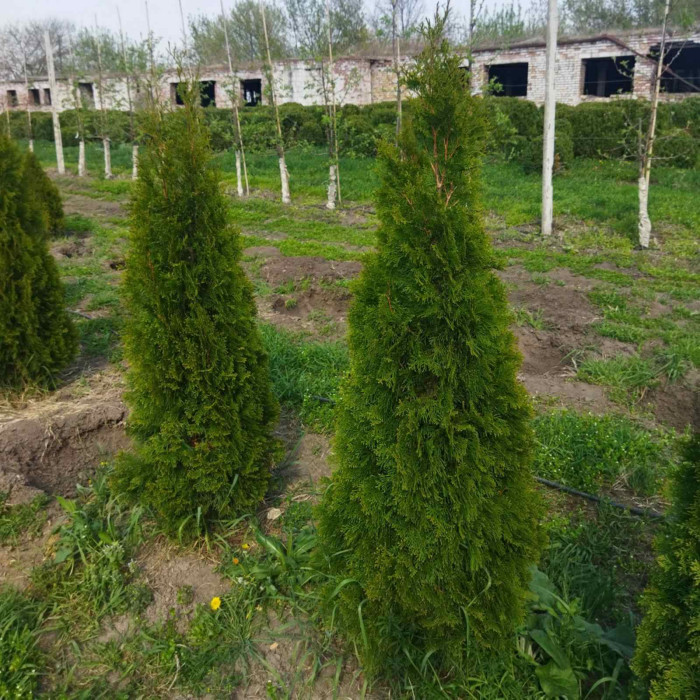 Туя західна Smaragd