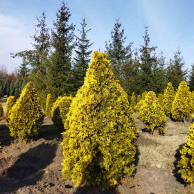 Туя західна Sunkist