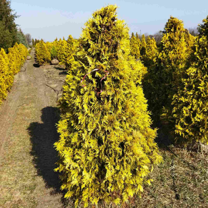 Туя західна Sunkist