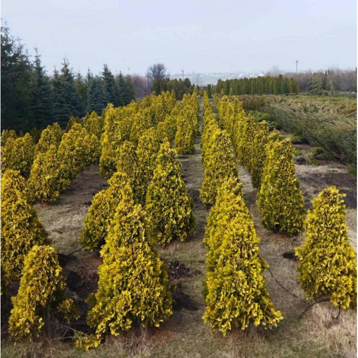 Туя західна Sunkist